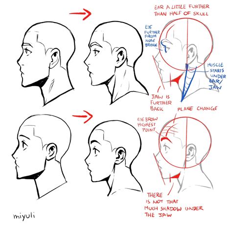 drawing of face profile